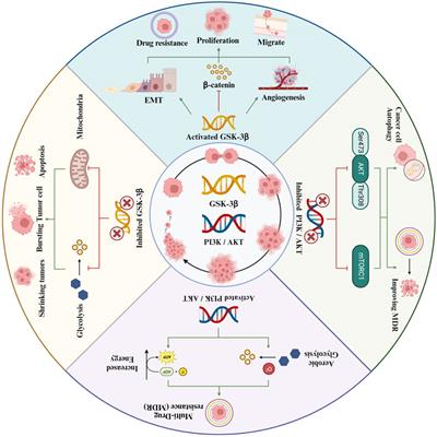 Evaluation of the effect of GSK-3β on liver cancer based on the PI3K/AKT pathway